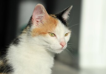 Closeup of calico cat indoors in sunlight 