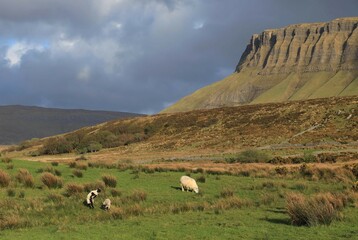 Landscape in rural County Sligo, Ireland featuring ewe grazing and lambs playing in field against backdrop of Benbulben Mountain underneath cloudy skies on spring day