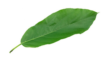 Leaves are placed on a white background.