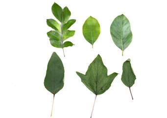 Leaves are placed on a white background.