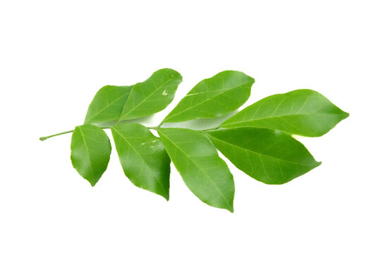 Leaves are placed on a white background.