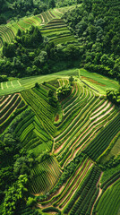 Fototapeta na wymiar Patterns formed by rows of crops and patches of forest