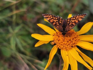 papillon sur fleur d'arnica