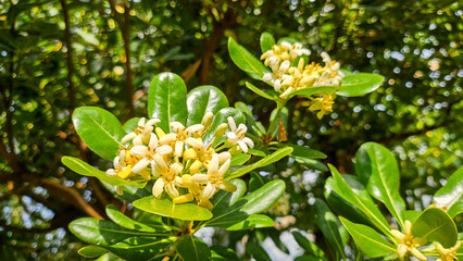 돈나무꽃 Japanese pittosporum