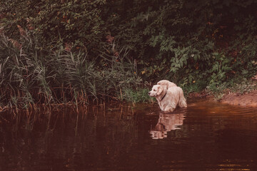 golden retriever walks into the brown water of a pond