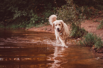 golden retriever walks in shallow water along the shore in the water of a pond