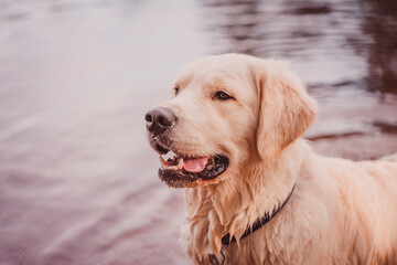 golden retriever close-up portrait against the background of water