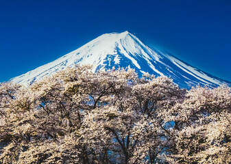 河口湖から富士山と桜
