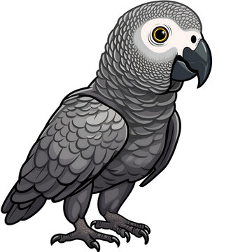 recommend clip art: Baby African Grey Parrot Clipart with Clear Outline