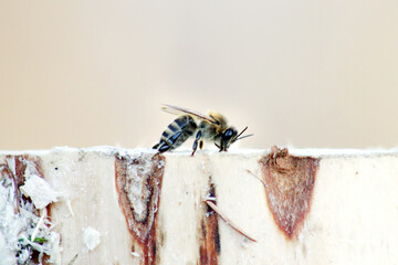 Honeybee resting on piece of wood in early morning of a spring close up, blurred background, macro,...