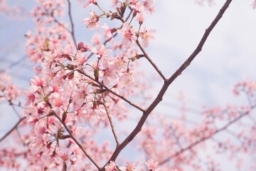 Cherry Pink Blossom Petal Season Fresh