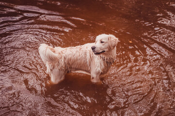 golden retriever stands in the brown water of a pond looking back