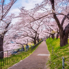 벚꽃 나무가 무성한 아름다운 산책길