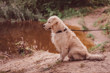 golden retriever sitting on the shore of a pond looking forward