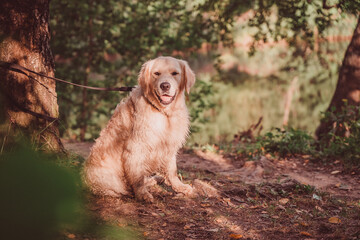 a large and good-natured golden retriever sits smiling under a tree in the dapples of the evening...