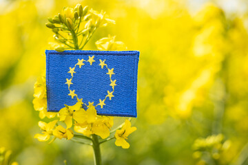 European Union agriculture, concept Agricultural industry, import and production of food and biofuels, blooming rapeseed field and EU flag - 784532831