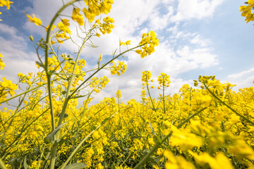 Blooming rapeseed field, concept Agricultural industry, import and production of food and biofuels