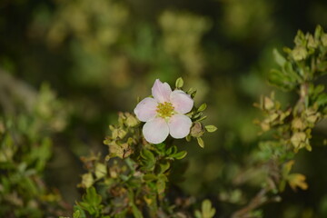 Fototapeta premium Weiße Blüte mit gelben Kern