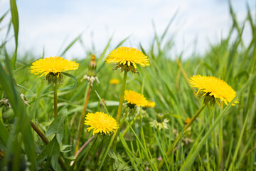 Blooming dandelions in the garden, A year-round plant blooming in spring, A nuisance for garden owners - obrazy, fototapety, plakaty