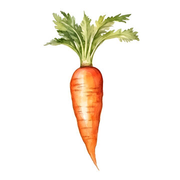 carrot watercolor style, illustration.