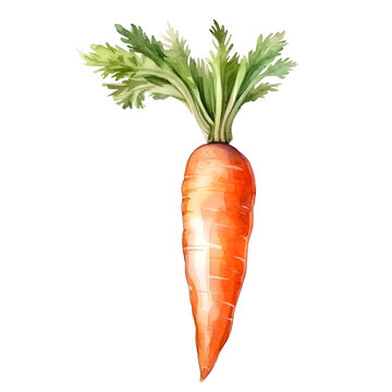 carrot watercolor style, illustration.