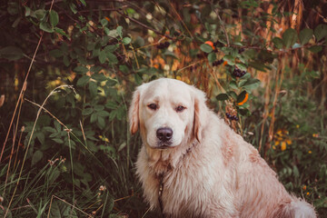 Golden retriever sits under a chokeberry bush and looks displeased at the camera