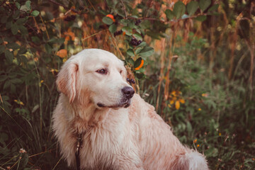 Golden retriever sits under a chokeberry bush and looks sadly to the side