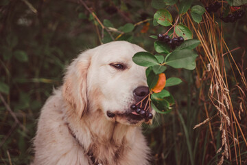 golden retriever gently tastes chokeberry berries from a bush with his tongue