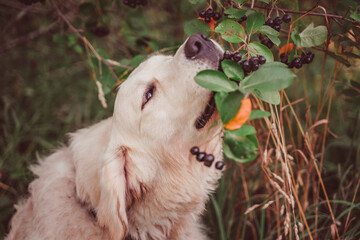 golden retriever trying chokeberry berries from a bush