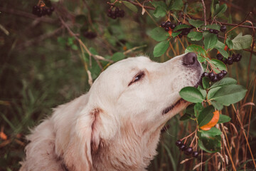 golden retriever touches chokeberry berries with his lips, squinting with pleasure
