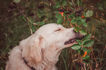 golden retriever bites chokeberry berries with his eyes closed