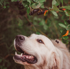 golden retriever happily looks at chokeberry berries