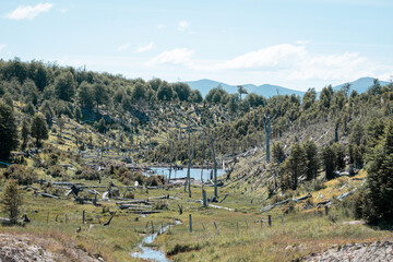 Tala y deforestación de bosques en la Patagonia Argentina