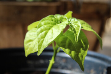 habanero plant in the garden