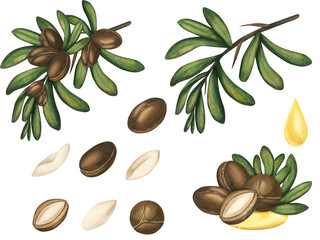 Watercolor set with an image of an argan nut branch and a composition of ripe nuts, a clipart on a white background. An illustration of an argan tree. Argan oil, body and hair care, cosmetology, food - obrazy, fototapety, plakaty