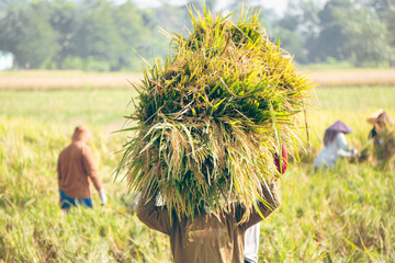 A person carrying a large bundle of harvested rice on their back in a lush green field.