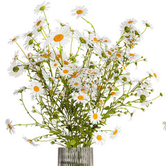  Small bouquet of wildflowers daisies chamomile isolated on white background