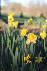 Yellow flowers in a garden