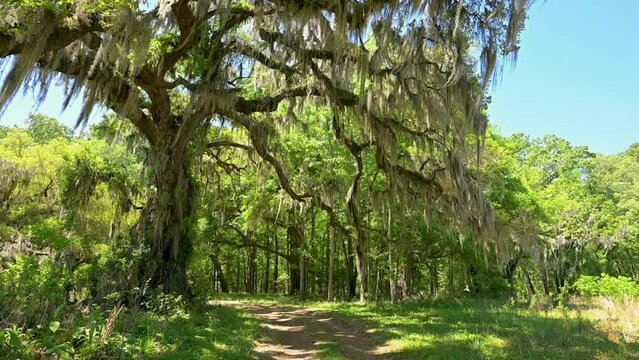 Spanish moss blowing in the wind on large tree dirt road