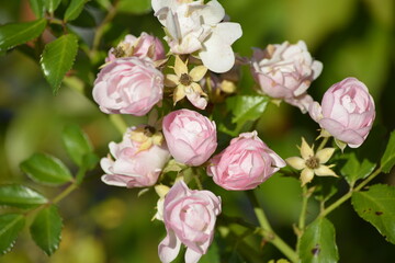 Sanftes erblühen zarter Hellrosa/Weiß Rosenknospen
