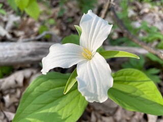 Trillium flower