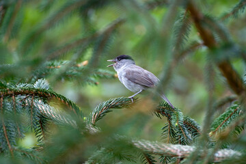 Male blackcap singing on a pine tree.