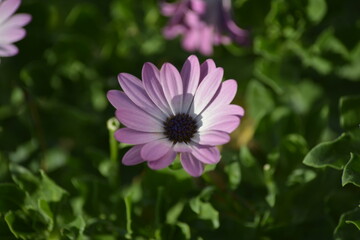 Obraz premium Osteospermum-Blüte im sanftem Violett