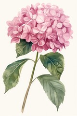 Cute Hydrangea Flower Clipart, watercolor painting, minimal hand drawn style, pink textured, vector, white background,
