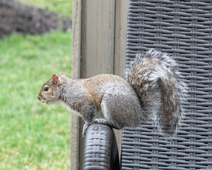 Eastern Gray Squirrel with Damaged Ear on Chaise Arm