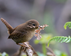 Eurasian Wren, very small and spectacular bird making its nest in the spring!
