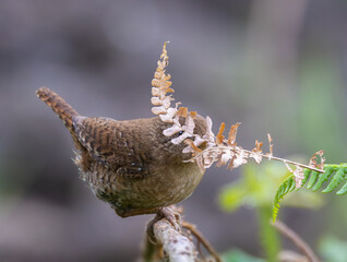 Eurasian Wren, very small and spectacular bird making its nest in the spring!