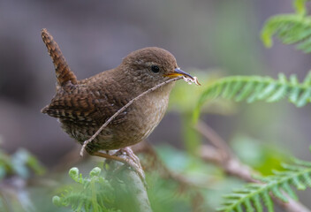 Eurasian Wren, very small and spectacular bird making its nest in the spring!