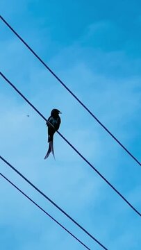 a beautiful bird sitting on wires