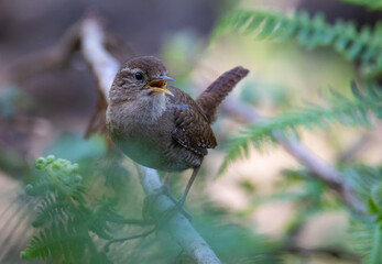 Eurasian Wren, very small and spectacular bird making its nest in the spring!